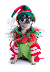 Santa's Little Helper Elf Dog