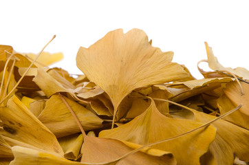 Naklejka premium Ginkgo leaves
