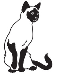 cat black white