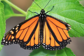 TIERE_0094_Schmetterling_Monarchfalter