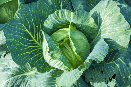 Cabbage ready to harvest