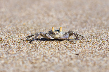 crab