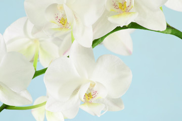 Obrazy na Szkle  Orchidea...