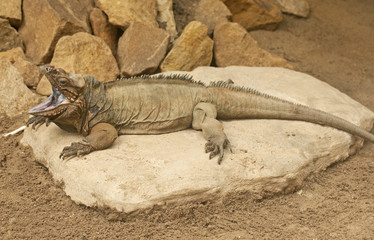 Rhinoceros iguana