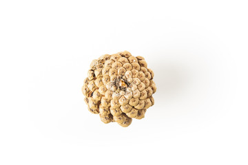 Tannenzapfen freigestellt