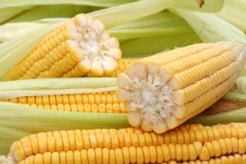 Fresh Corns