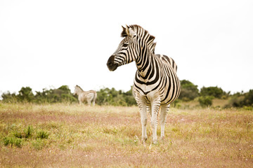 Zebra Safari S&uuml;dafrika alone