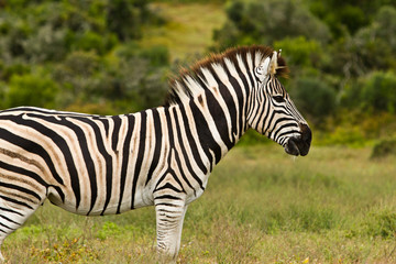 Fototapeta na wymiar Zebra Safari Afryka
