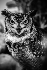 Owls