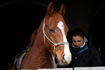 horse in the stable with the door slung saddle