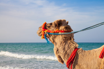 Portrait de chameau avec fond de mer