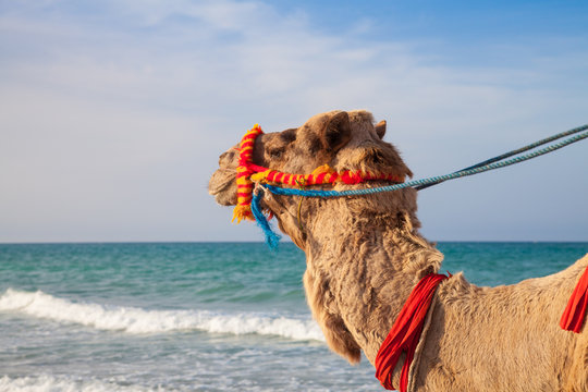 Camel's portrait with sea background