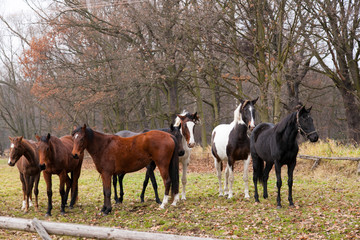 purebred horses closeup in sunset. small depth of field