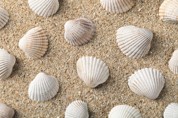 Seashells Background