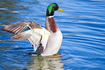 mallard duck