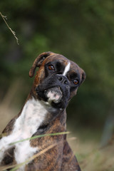 Deutscher Boxer