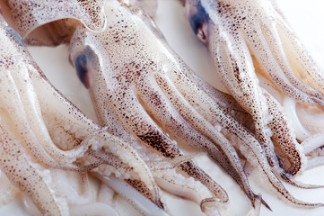 Fresh calamari