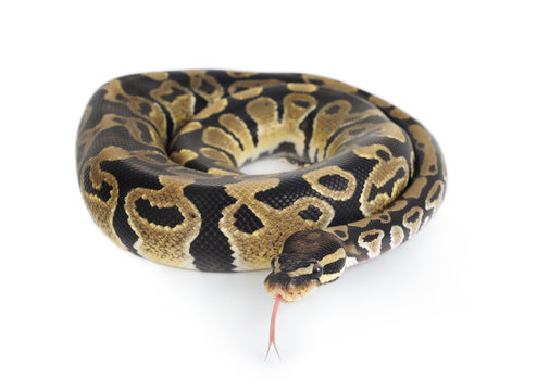 A Python on White Background