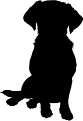 mixed breed puppy silhouette