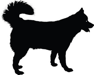 Husky