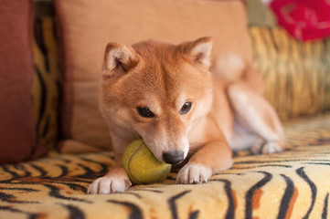 Dog on couch with ball