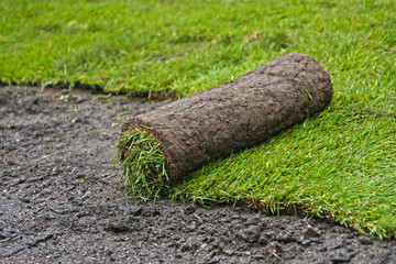 Rollrasen