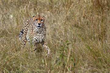 cheetah