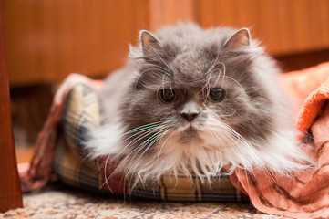 Fototapeta premium Persian cat