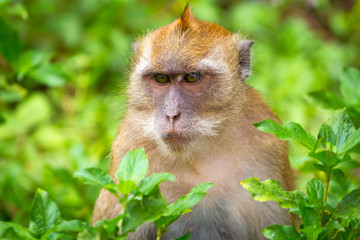 Macaque monkey in widelife, Thailand