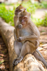 Fototapeta premium Macaque monkey in widelife, Thailand