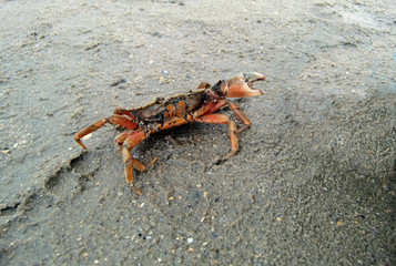 Seitwärts laufende Strandkrabbe