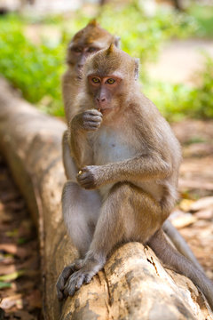 Macaque monkey in widelife, Thailand
