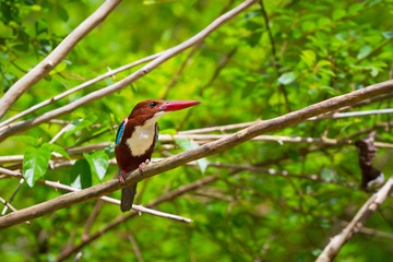 White-throated Kingfisher bird in Thailand