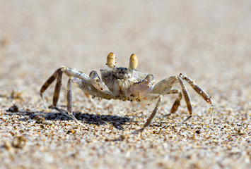 crab