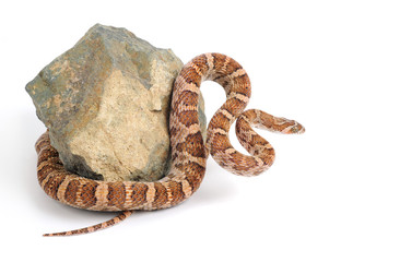 Lyre Snake Curls Around a Piece