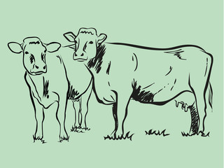 Cow sketch