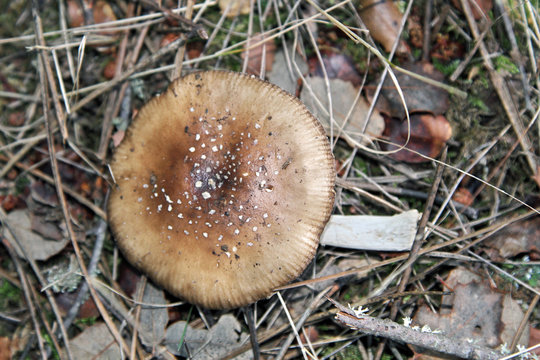 Amanita vinosa, amanita rubescens