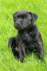 The portrait of Staffordshire Bull Terrier puppy in exterior