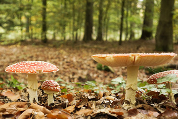 Fly agaric mushrooms