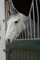 Cheval de course dans le box, 