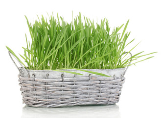 Green grass in basket isolated on white