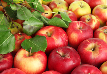 juicy red apples with green leaves, close up