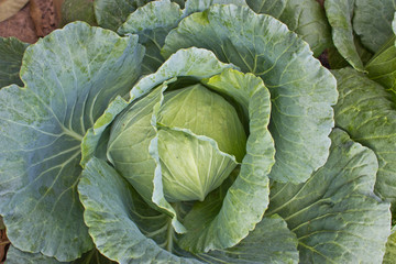 White cabbage head in a field