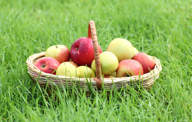 basket of fresh ripe apples in garden on green grass
