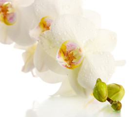 Fototapeta na wymiar piękna orchidea, odizolowane na białym