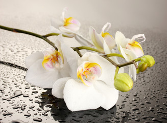 white beautiful orchid with drops on grey background