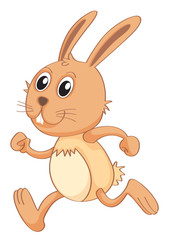a rabbit