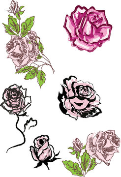 set of roses sketches on white background