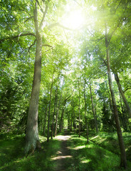footpat between trees in green forest