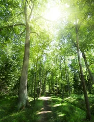 Foto op Plexiglas footpat tussen bomen in groen bos © Alexander Potapov